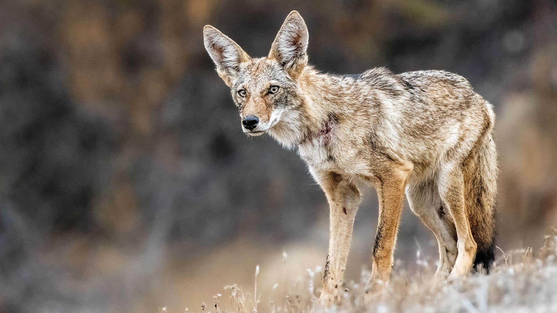 Coyote standing in a natural outdoor setting