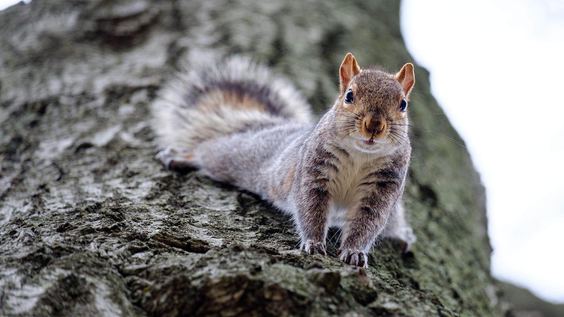 Eastern gray squirrel on a tree Eastern gray squirrel standing on a tree trunk